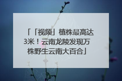 「视频」植株最高达3米！云南龙陵发现万株野生云南大百合