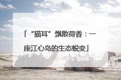 “猫耳”飘散荷香：一座江心岛的生态蜕变