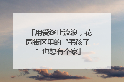 用爱终止流浪，花园街区里的“毛孩子”也想有个家