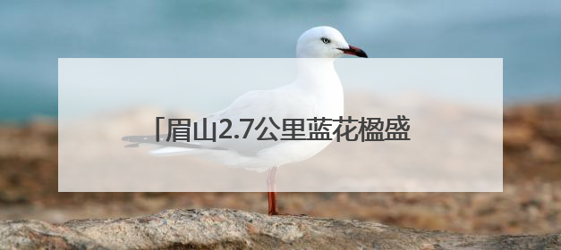 眉山2.7公里蓝花楹盛开 花期将持续到下月