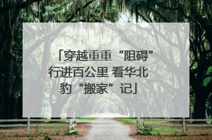 穿越重重“阻碍”行进百公里 看华北豹“搬家”记