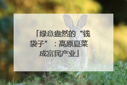 绿意盎然的“钱袋子”：高原夏菜成富民产业