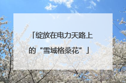 绽放在电力天路上的“雪域格桑花”