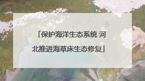 保护海洋生态系统 河北推进海草床生态修复