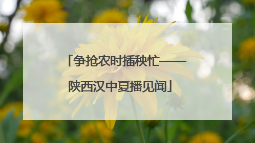 争抢农时插秧忙——陕西汉中夏播见闻