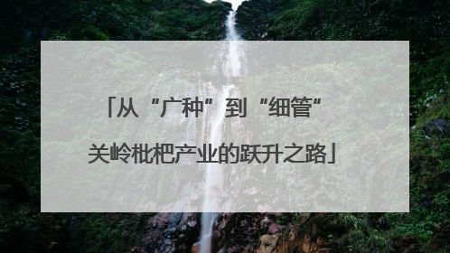 从“广种”到“细管” 关岭枇杷产业的跃升之路