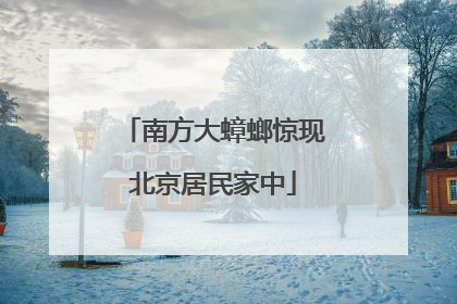 南方大蟑螂惊现北京居民家中