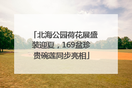 北海公园荷花展盛装迎夏，169盆珍贵碗莲同步亮相