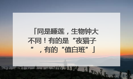 同是睡莲，生物钟大不同！有的是“夜猫子”，有的“值白班”