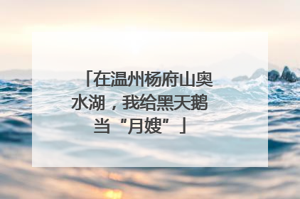 在温州杨府山奥水湖，我给黑天鹅当“月嫂”