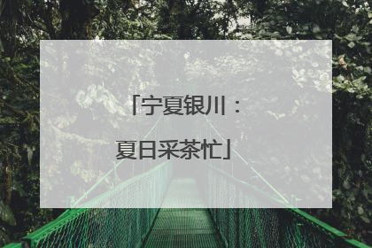 宁夏银川：夏日采茶忙