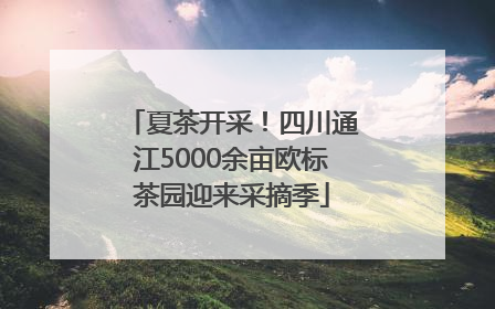 夏茶开采！四川通江5000余亩欧标茶园迎来采摘季