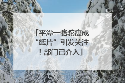 平潭一骆驼瘦成“纸片”引发关注！部门已介入