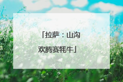 拉萨：山沟欢腾赛牦牛