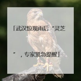 武汉惊现雨后“灵芝”，专家紧急提醒