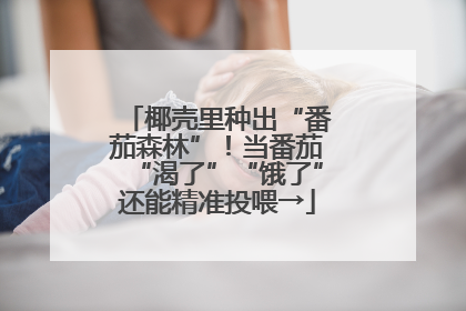 椰壳里种出“番茄森林”！当番茄“渴了”“饿了”还能精准投喂→
