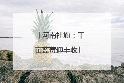 河南社旗：千亩蓝莓迎丰收