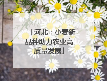 河北：小麦新品种助力农业高质量发展