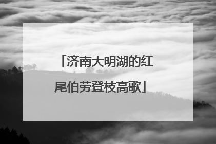 济南大明湖的红尾伯劳登枝高歌