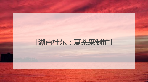 湖南桂东：夏茶采制忙