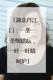 湖北丹江口：一垄一垄细耕耘，一叶一叶精呵护