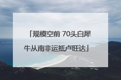 规模空前 70头白犀牛从南非运抵卢旺达
