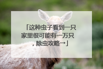这种虫子看到一只家里很可能有一万只，除虫攻略→