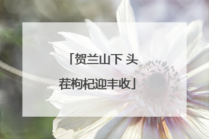 贺兰山下 头茬枸杞迎丰收
