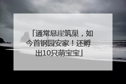 通常悬崖筑巢，如今首钢园安家！还孵出10只萌宝宝