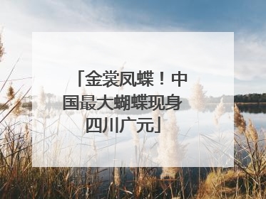金裳凤蝶！中国最大蝴蝶现身四川广元