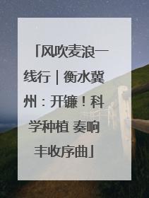 风吹麦浪一线行｜衡水冀州：开镰！科学种植 奏响丰收序曲