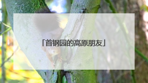 首钢园的高原朋友