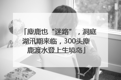 麋鹿也“迷路”，洞庭湖汛期来临，300头麋鹿渡水登上生境岛