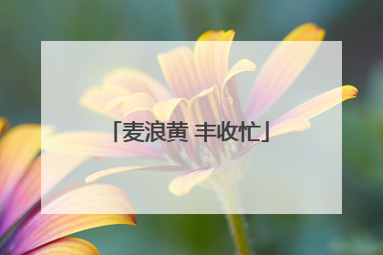 麦浪黄 丰收忙