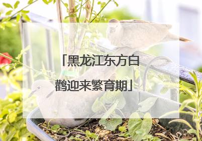 黑龙江东方白鹳迎来繁育期